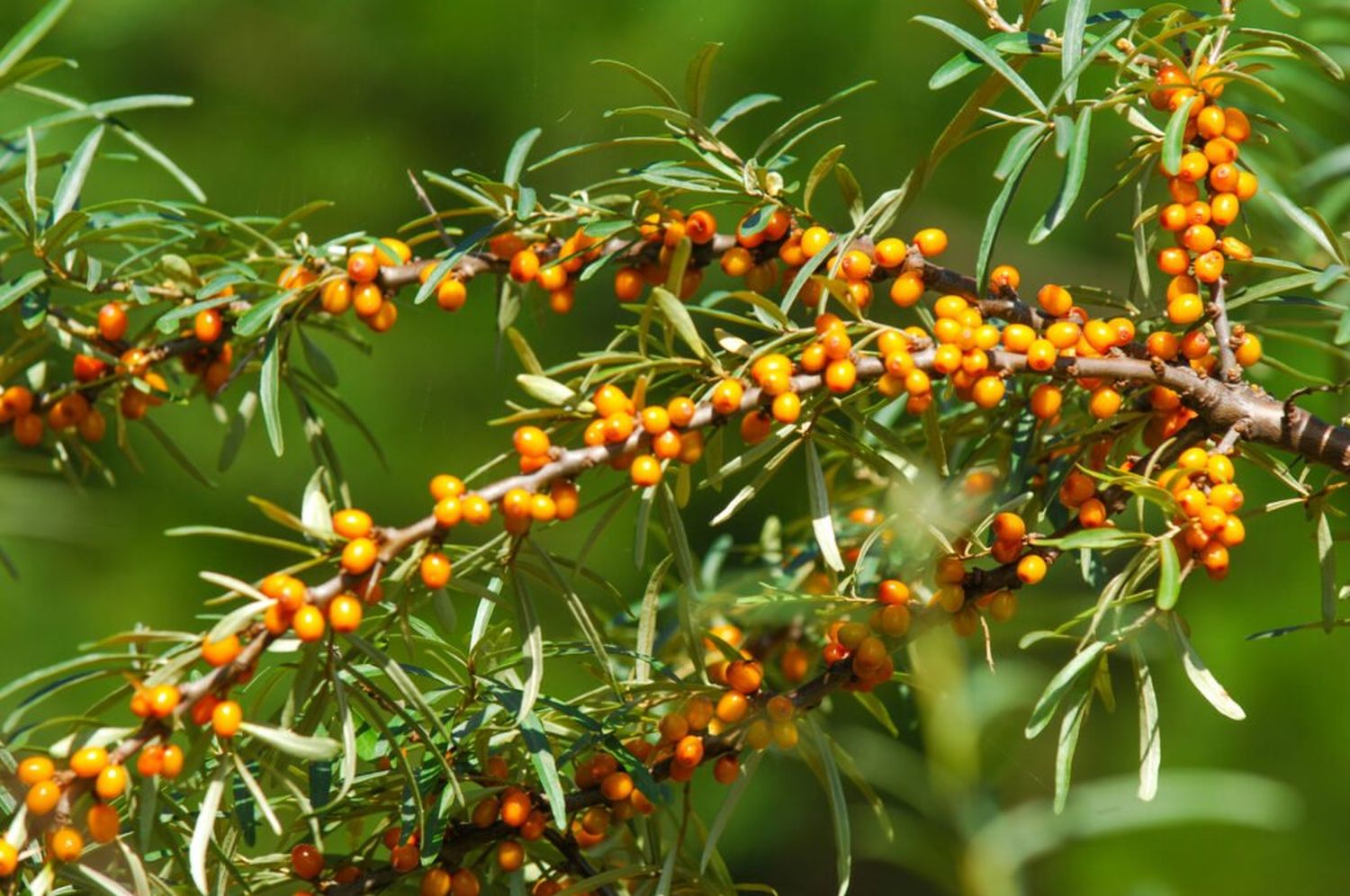 Potential of sea buckthorn oil for VAGINAL DRYNESS & membrane health