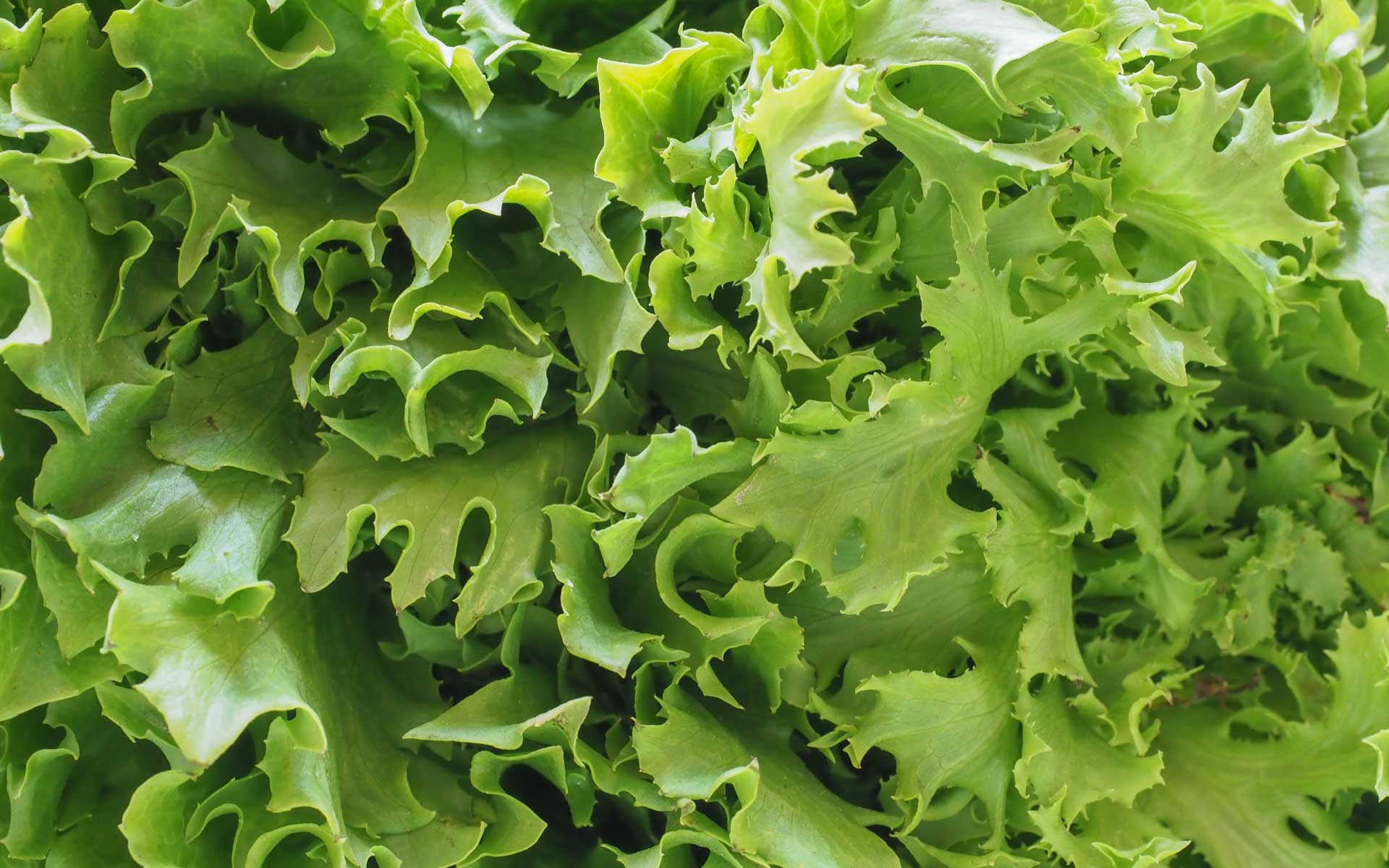 Cleanse & Reboot – Blog 3 – The Liver